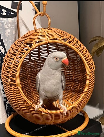 Parrots birds - Advert 11