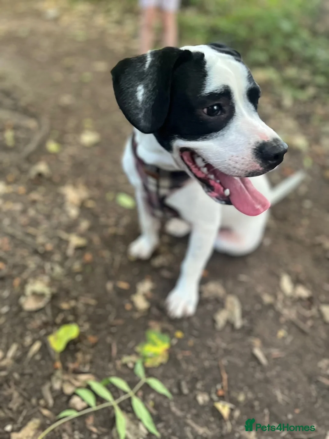 Mixed Breed dogs for sale: American Bulldog x Springer Spaniel in Grimsby - Advert 1