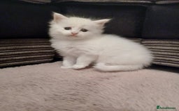 Maine Coon cats for sale: Mainecoon kittens  - Image 13