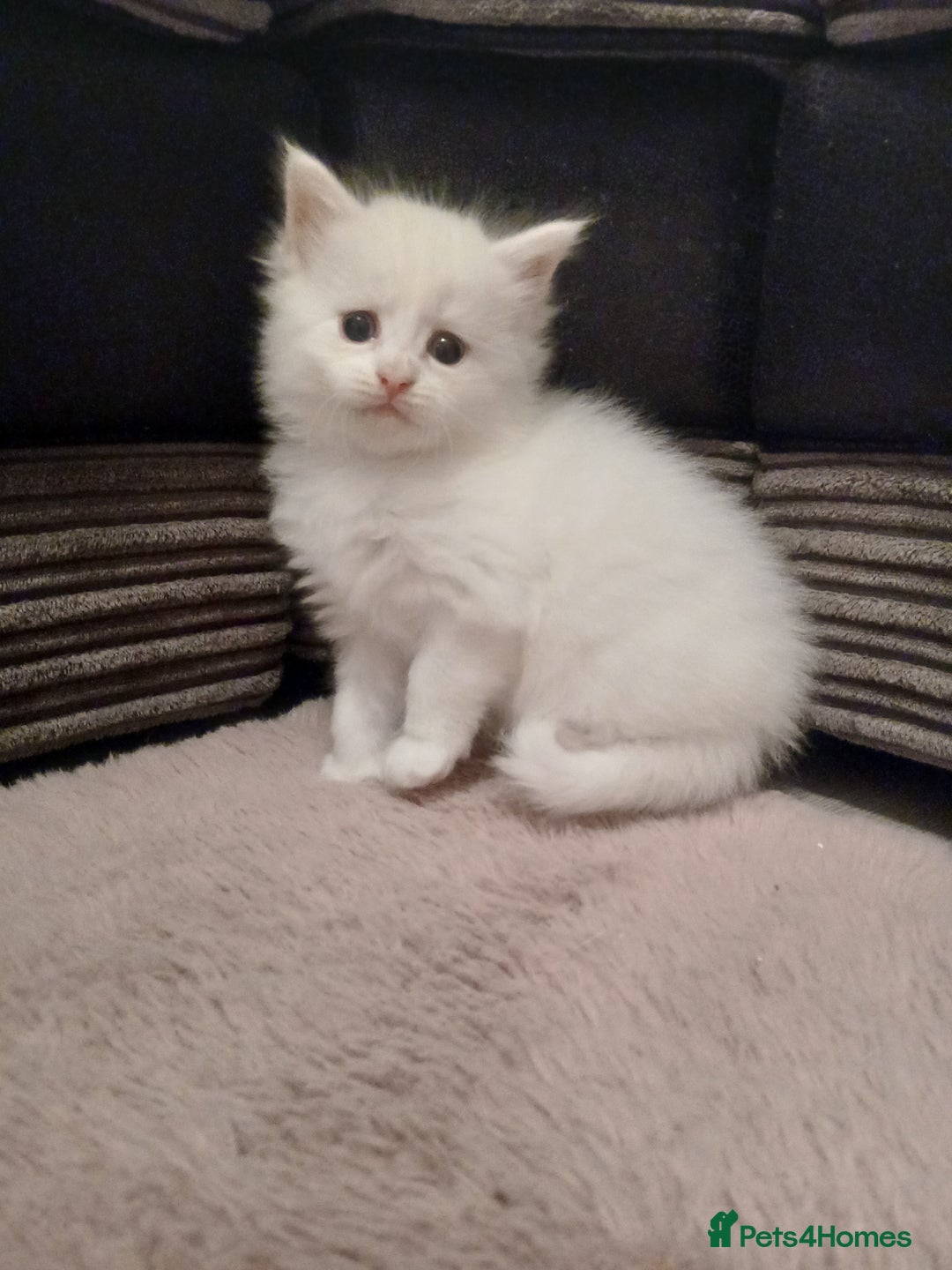 Maine Coon cats for sale: Mainecoon kittens  - Image 13