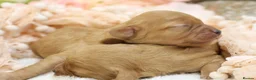 Cavapoo dogs for sale: Heath Tested Cavapoos - Advert 7
