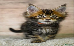 Maine Coon cats for sale: 🥇 5 Generation Pedigree - TICA registered  🌟 - Advert 11