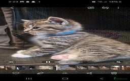 Mixed Breed cats for sale: 5 mixed breed kittens. Ragdoll/tabby - Image 5
