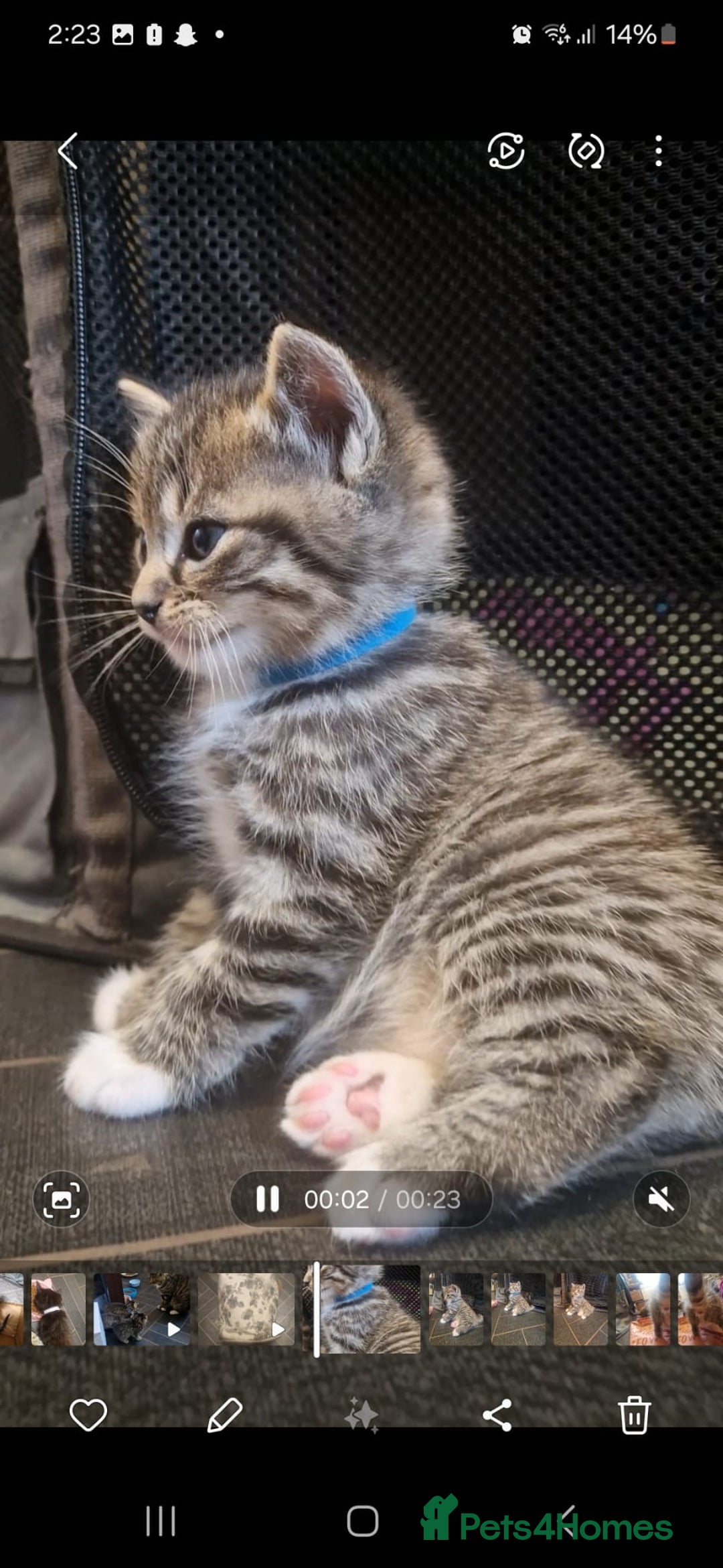 Mixed Breed cats for sale: 5 mixed breed kittens. Ragdoll/tabby - Image 5
