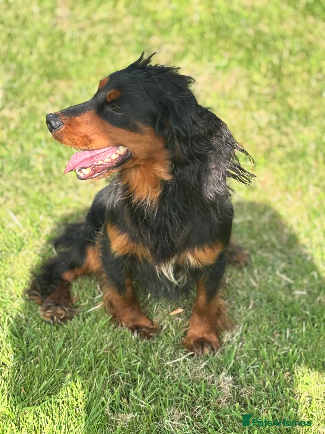 Cocker Spaniel dogs for stud: KC registered Champion bred working cocker  in Middlewich - Advert 32