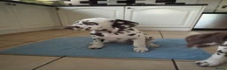 Dalmatian dogs for sale: This is an all liver litter of Dalmatian puppies - Advert 6