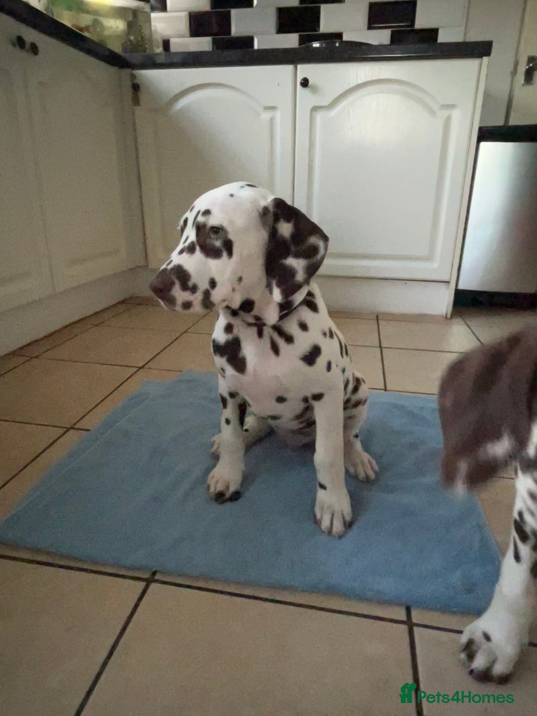 Dalmatian dogs for sale: This is an all liver litter of Dalmatian puppies - Advert 6
