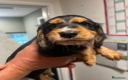 Cocker Spaniel dogs for sale: Working Cocker Spaniel - Image 3