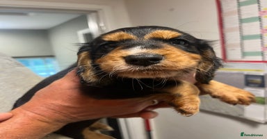 Cocker Spaniel dogs - Advert 2