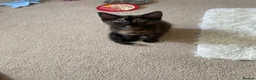 British Longhair cats for sale: Beautiful kittens in need forever homes❤️ - Advert 9