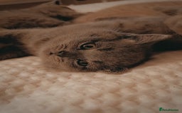 British Shorthair cats for sale: British shorthair kittens  - Image 4