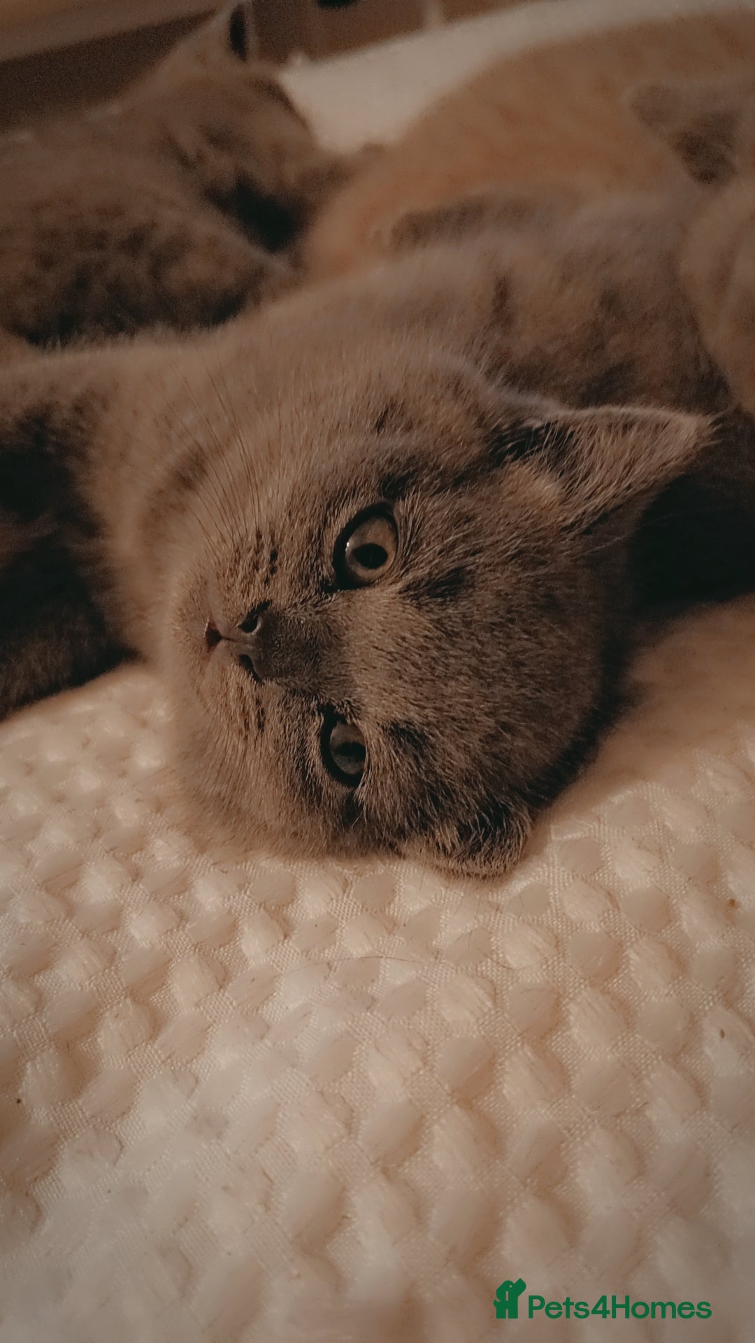 British Shorthair cats for sale: British shorthair kittens  - Image 4