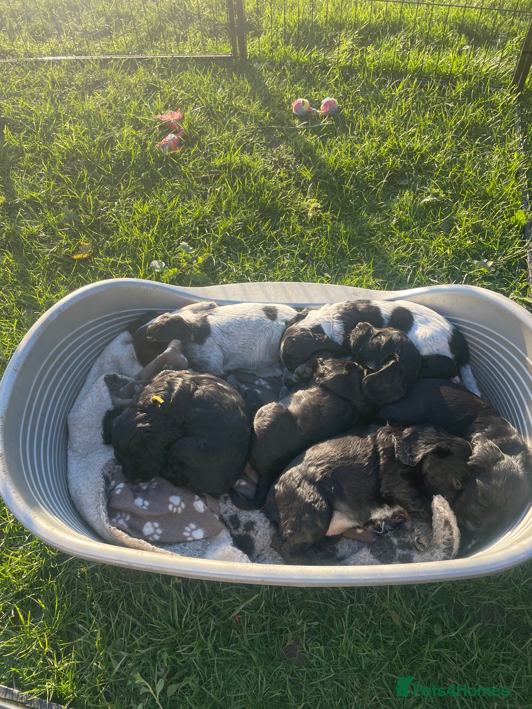 Cocker Spaniel dogs for sale: 2 working cocker puppies  - Advert 3