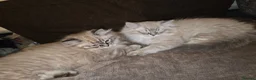 Ragdoll cats for sale: 3 beautiful fluffy ragdoll kittens - Advert 9