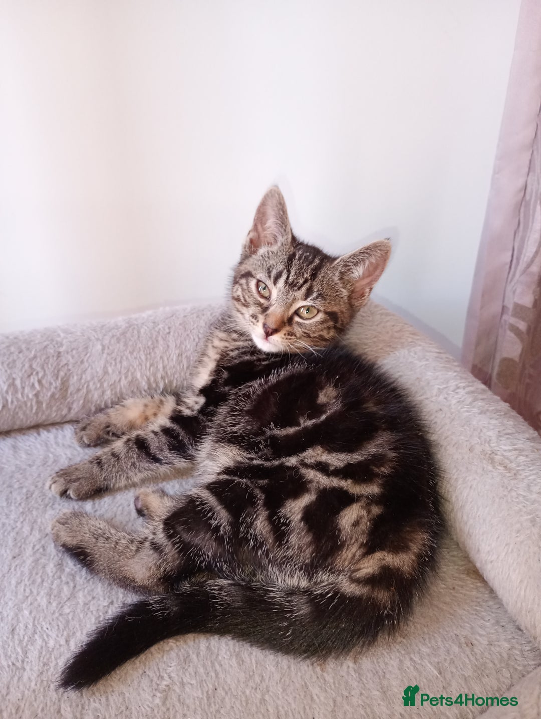 British Shorthair cats for sale: Beautiful British shorthair kittens 90£ for two in West Drayton - Image 11