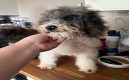 Cockapoo dogs for sale: Gorgeous F2b show type Cockapoo babies blue merles - Image 14