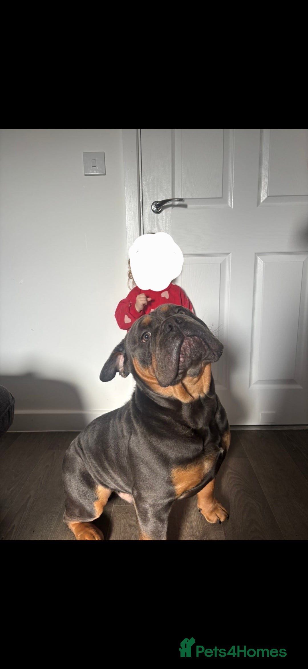 Olde English Bulldogge dogs Benny  - Advert 4