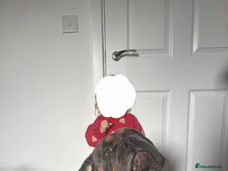 Olde English Bulldogge dogs Benny - Advert 17