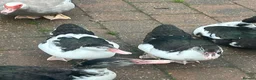 Ducks poultry for sale: Muscovy ducklings. - Advert 2
