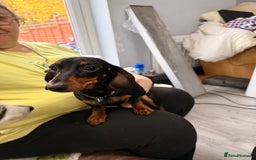Miniature Dachshund dogs for sale: Bonnie and Bella  - Advert 2