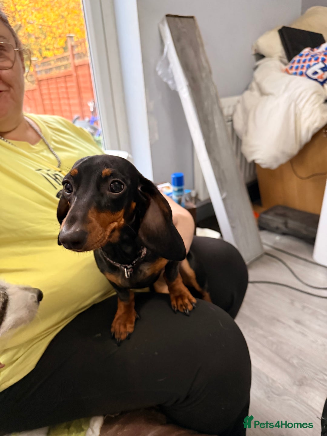Miniature Dachshund dogs for sale: Bonnie and Bella  - Advert 2