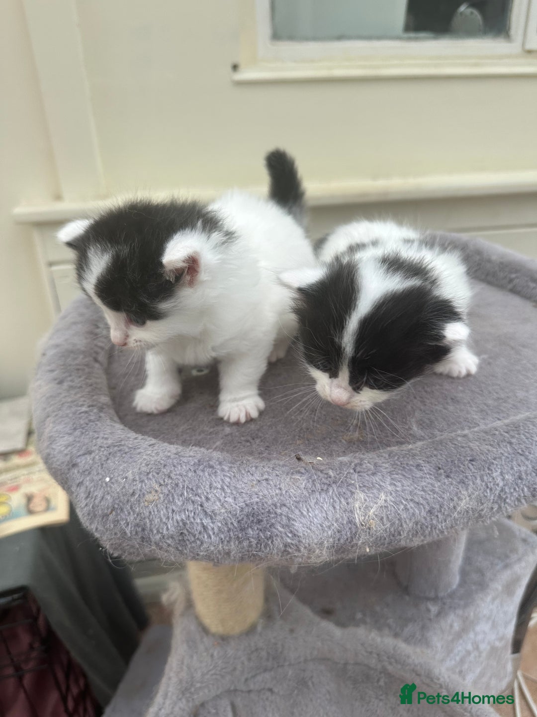 Mixed Breed cats for sale: Ragdoll cross - Image 13
