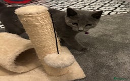 Russian Blue cats for sale: Russian Blue Kittens - Image 23