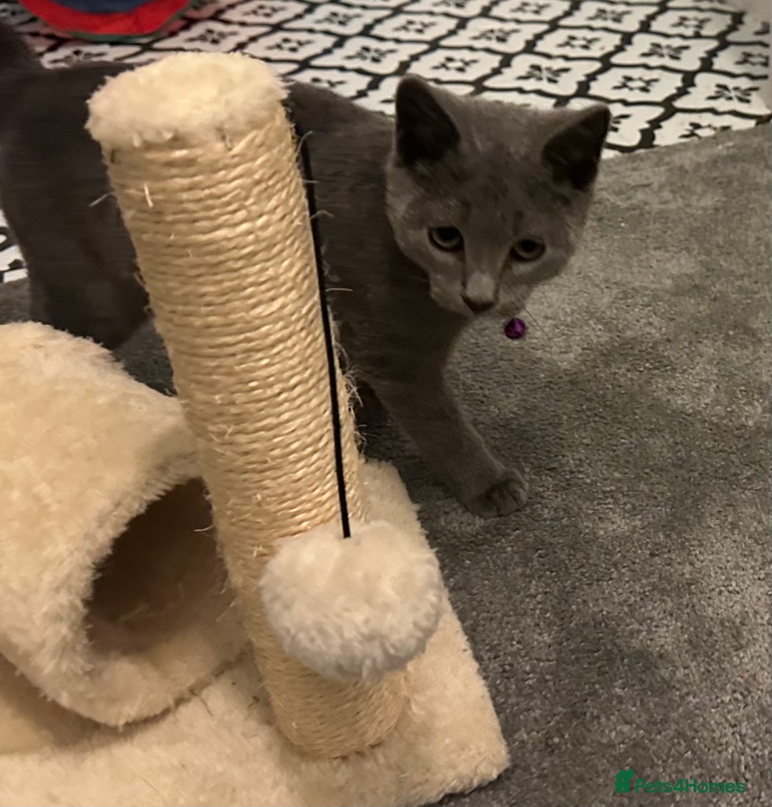 Russian Blue cats for sale: Russian Blue Kittens - Image 23