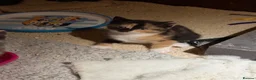 Domestic Shorthair cats for sale: Beautiful kittens raised in a family home - Advert 12