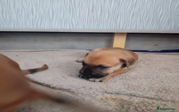 Mixed Breed dogs for sale: Bullmastiff X Puppies - Image 19