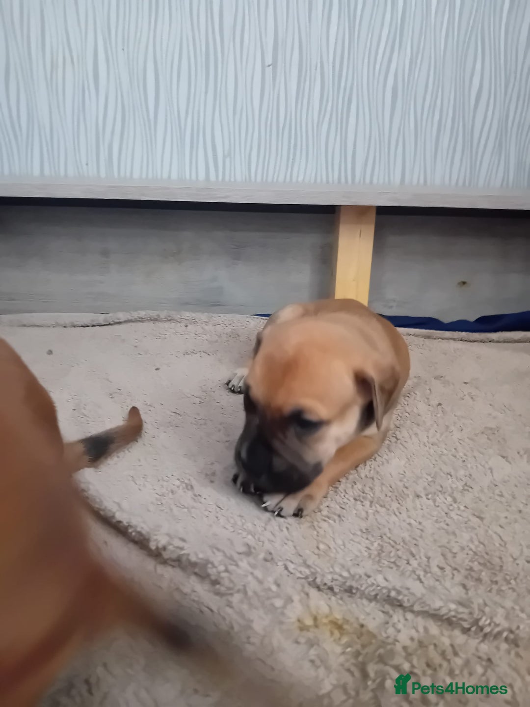 Mixed Breed dogs for sale: Bullmastiff X Puppies - Image 19