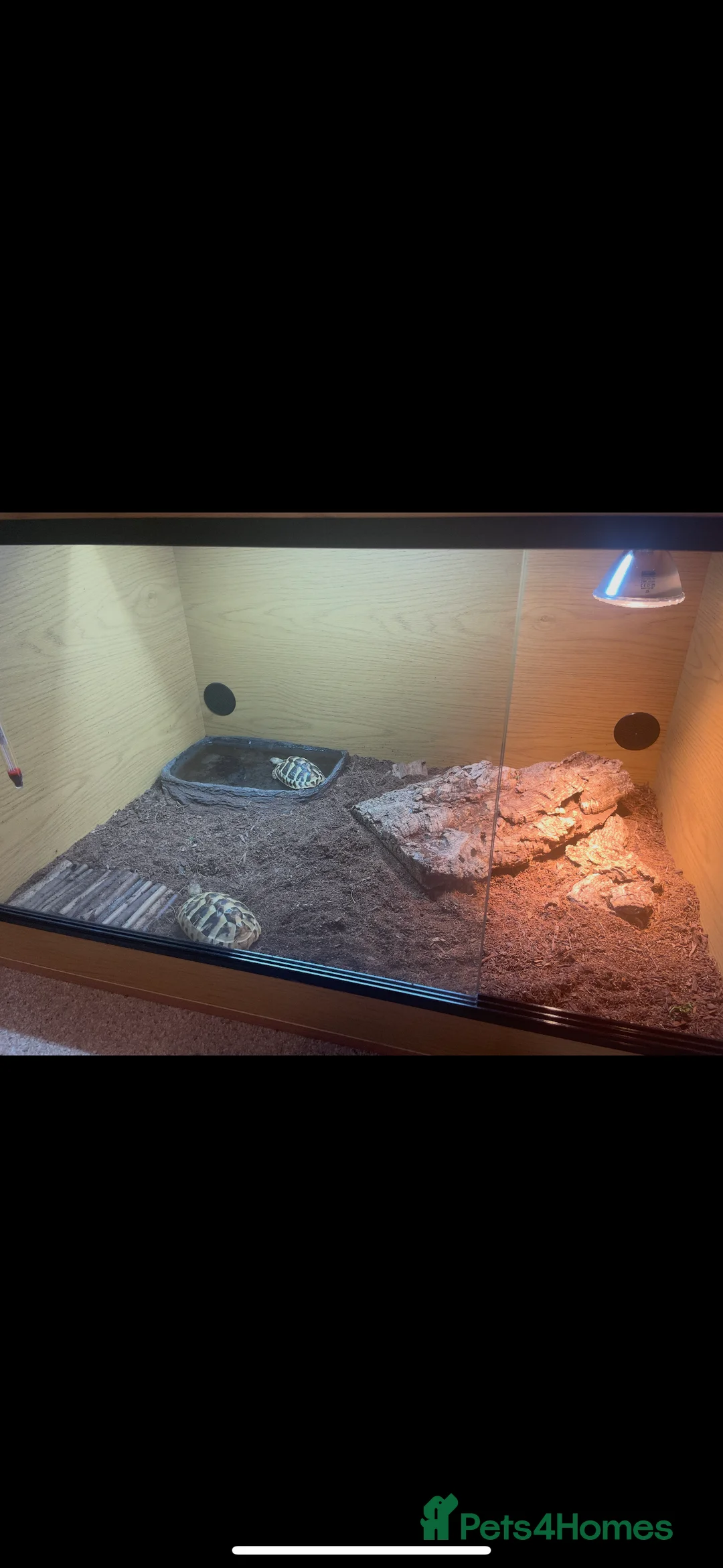 Hermann Tortoise reptiles for sale: 2 Herman tortoises  - Advert 4