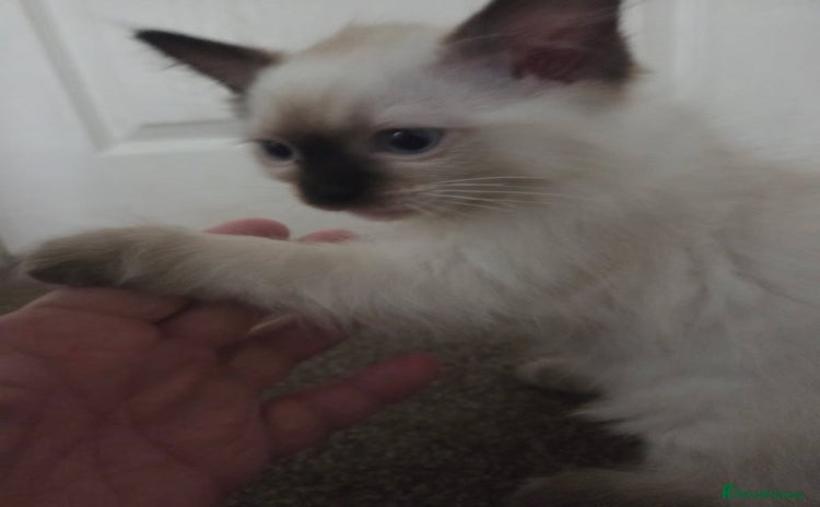 Ragdoll cats - Advert 10
