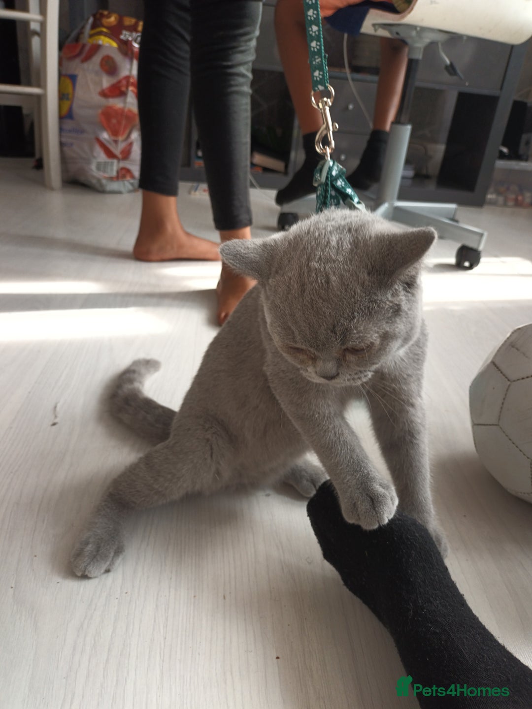 British Shorthair cats for sale: British shorthair  - Image 1
