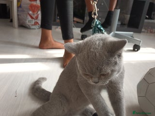 British Shorthair cats for sale: British shorthair - Advert 2