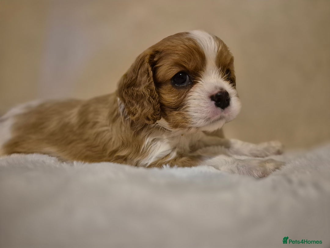 Cavalier King Charles Spaniel dogs for sale: Cavalier Puppies (Health tested perants) - Image 4