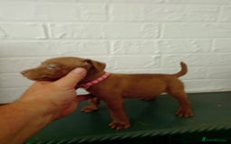 Patterdale Terrier dogs for sale: Patterdale pups for sale ready now - Image 25