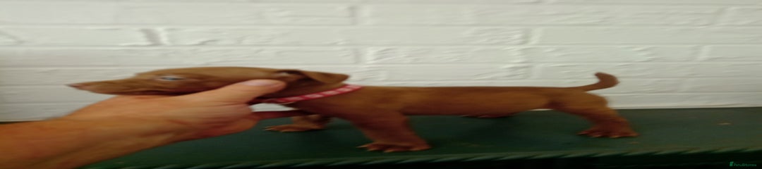 Patterdale Terrier Puppy 4