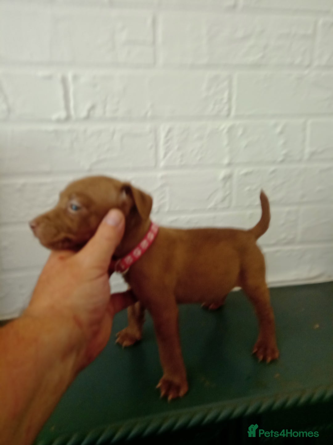 Patterdale Terrier dogs for sale: Patterdale pups for sale ready now - Image 25