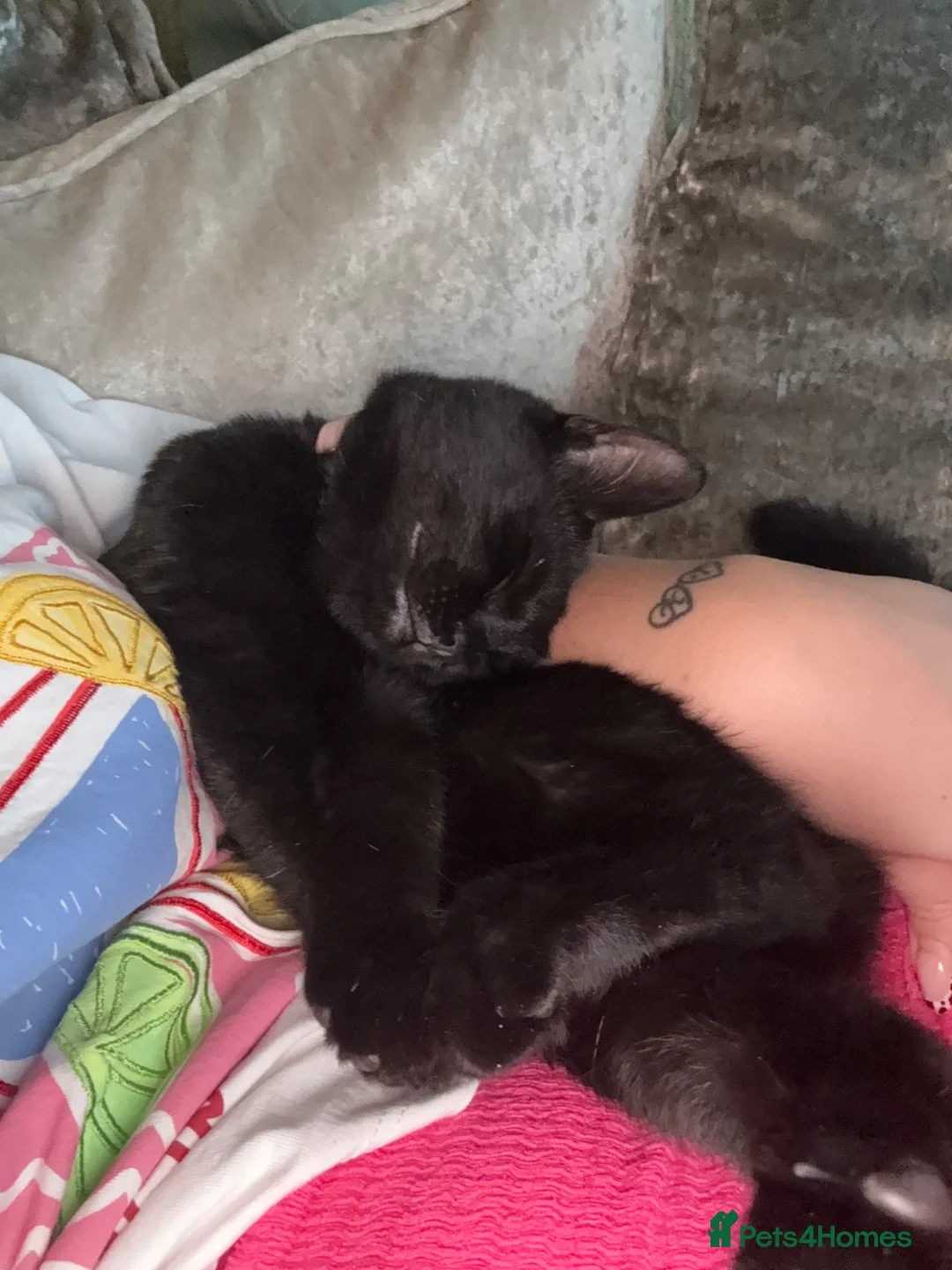 British Shorthair cats for sale: Black female cat, 10 months old - rehome in Coatbridge - Advert 5