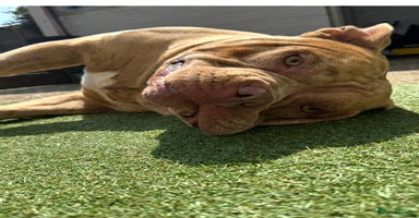 American Bully dogs Gugo American bully chocolate merle  - Advert 12