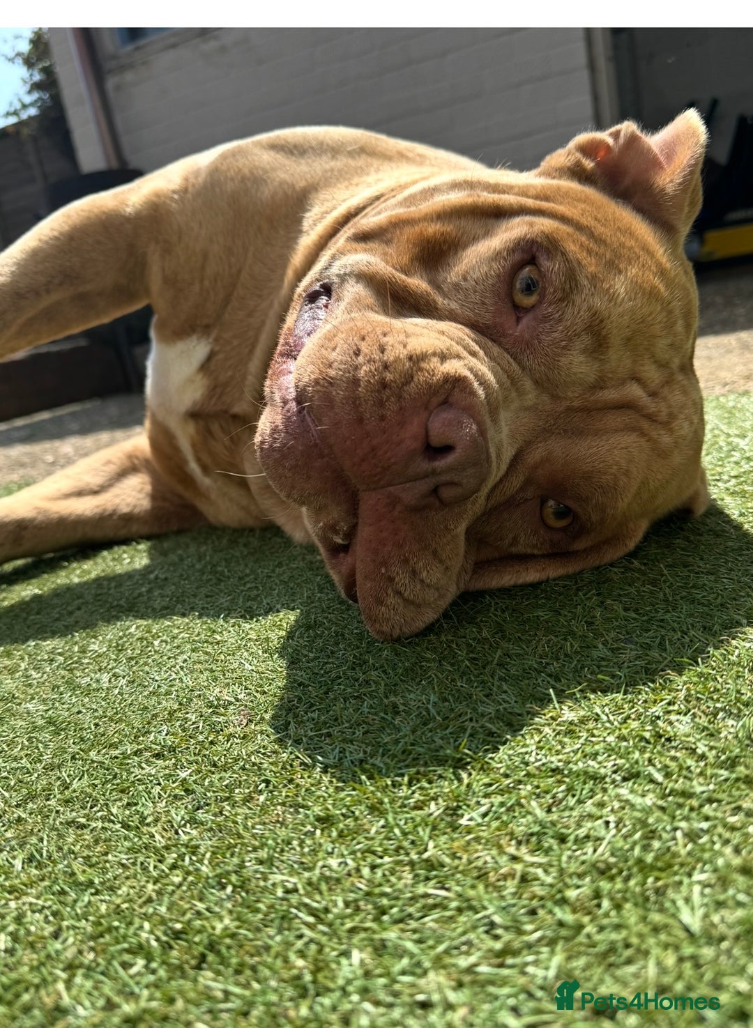 American Bully dogs for sale: Gugo American bully chocolate merle  - Advert 2