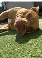 American Bully dogs Gugo American bully chocolate merle - Advert 3