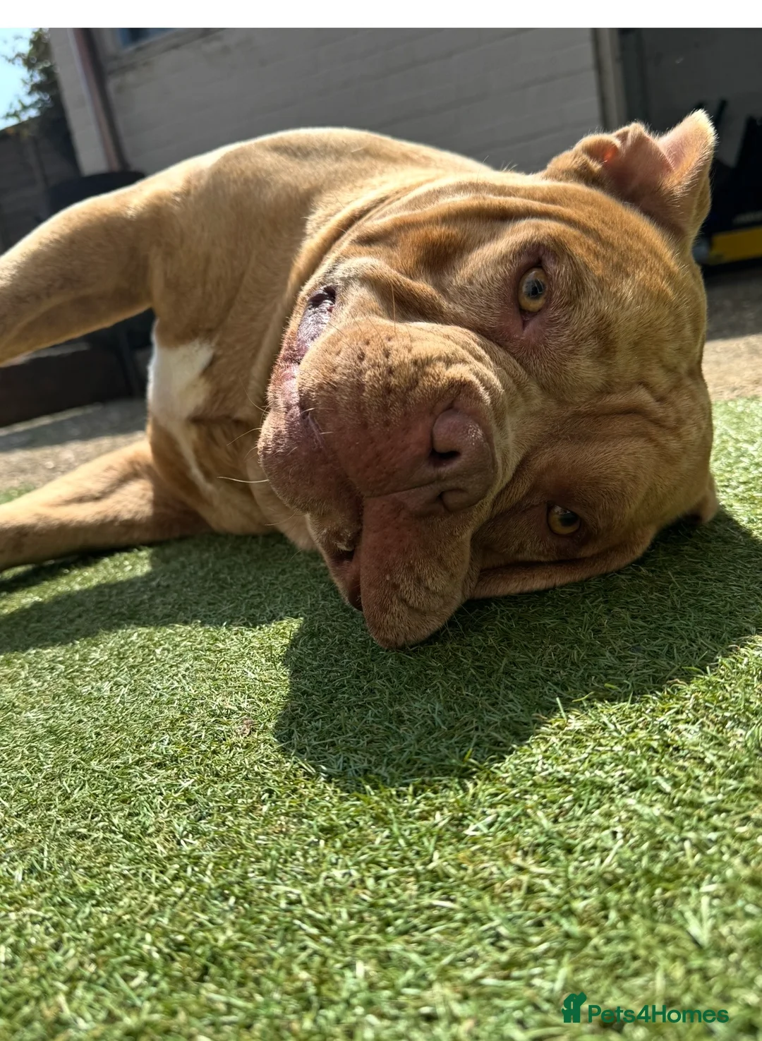 American Bully dogs for sale: Gugo American bully chocolate merle  - Advert 2