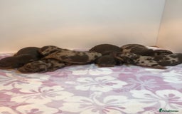 Miniature Dachshund dogs for sale: Short haired mini dachshund available🤎🤍🤎 - Image 2