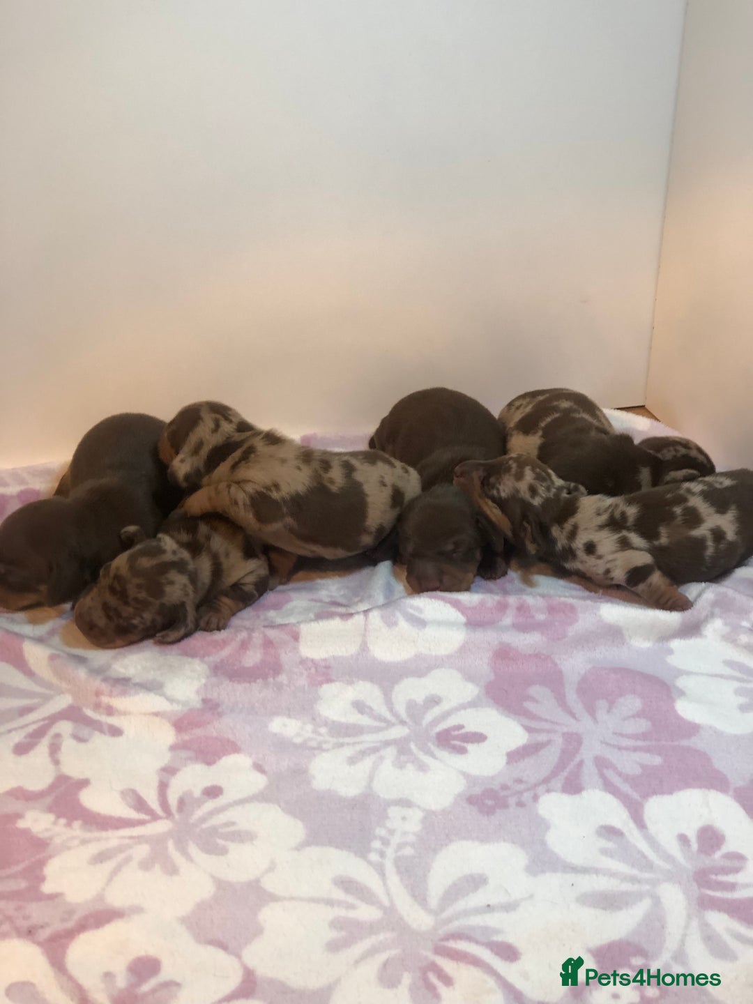 Miniature Dachshund dogs for sale: Short haired mini dachshund available🤎🤍🤎 - Image 2