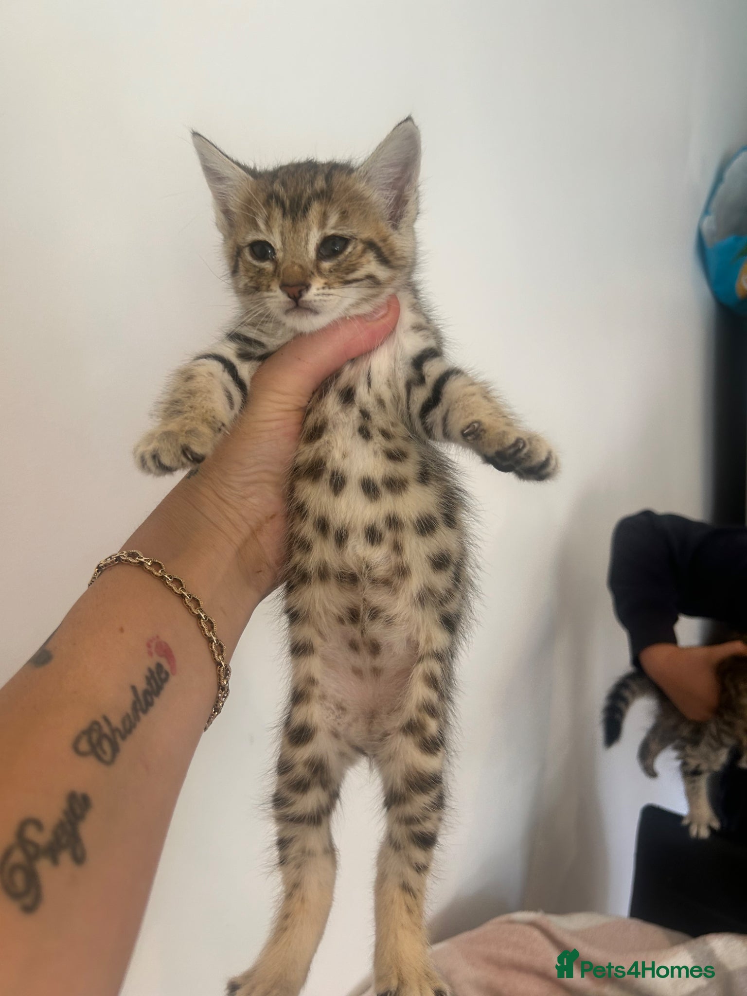Savannah cats for sale: F3 savannas ready to leave  - Advert 4