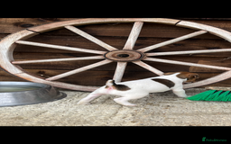 Jack Russell dogs for sale: Jack Russell puppies - Image 15