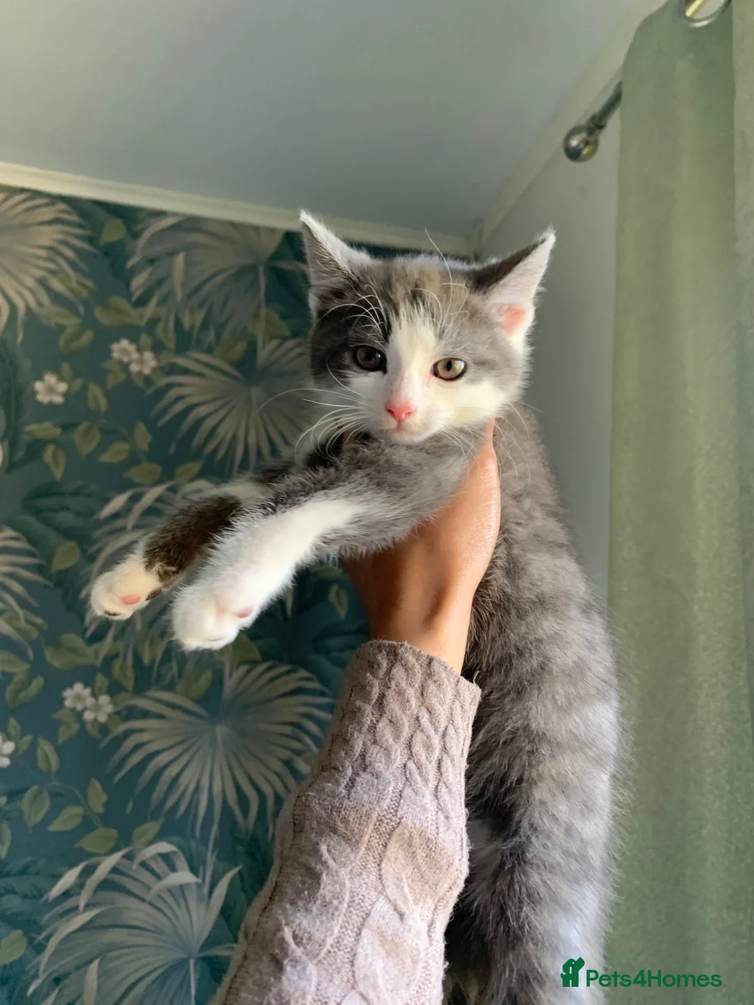 Mixed Breed cats for sale: 2 gorgeous kittens ready now!🩶🤍✨ - Advert 2