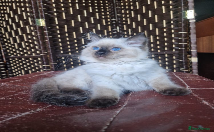 Ragdoll cats - Advert 2